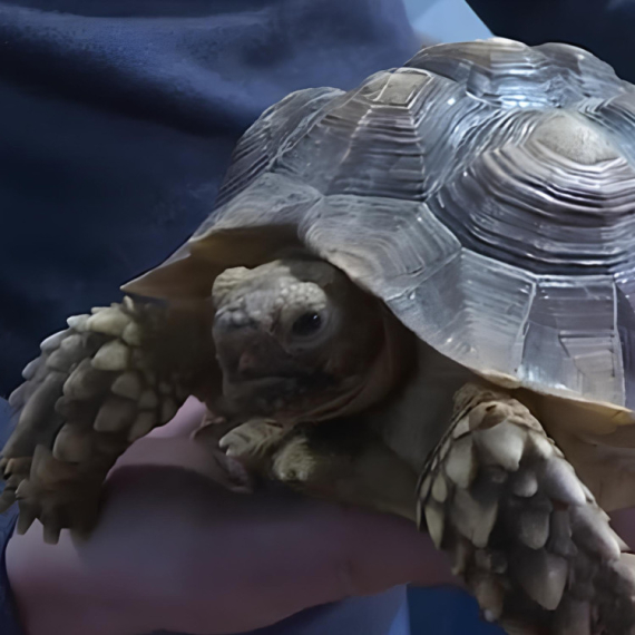 Iako su uglavnom mirne i pitome, ako se osete UGROŽENO, mogu čak i da UGRIZU! Upoznajte ove zanimljive AFRIČKE KORNJAČE