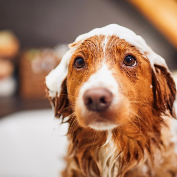 Izgleda bezazleno, a zapravo je opasno: Ovo nikad ne radite nakon kupanja psa