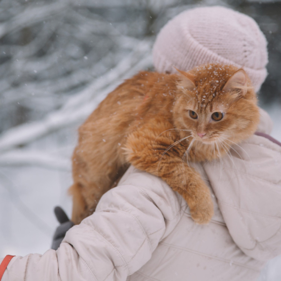 One su definitivno KUĆNE MEZIMICE! Koliko ove mace NE PODNOSE SNEG je zaista TRAGI KOMIČNO (VIDEO)