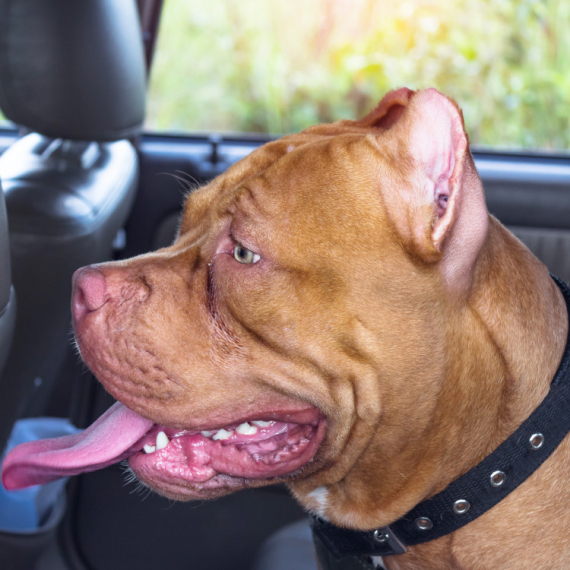 SASVIM NEOČEKIVANO: Mirna vožnja pit bula pretvorila se u HAOS! (VIDEO)