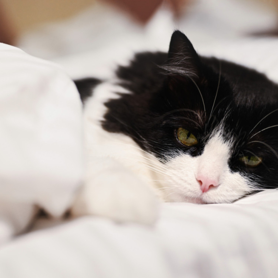 Važio je za NAJTUŽNIJEG MAČKA u skloništu! Njegova TRANSFORMACIJA topi i najtvrđa srca (VIDEO)