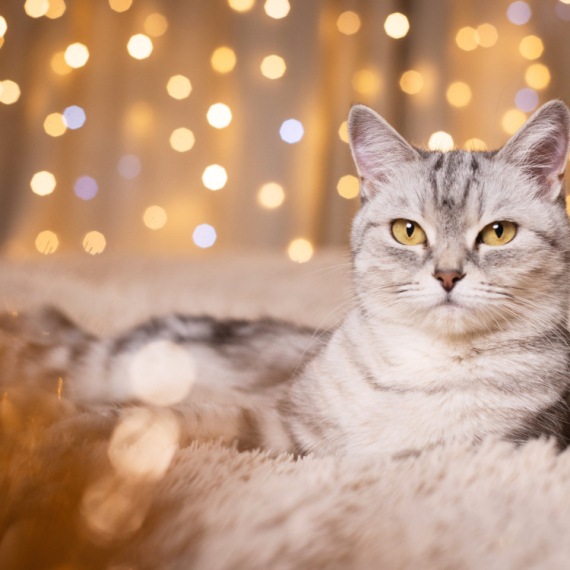 Zašto su mačke najživahnije u zoru i kasno uveče?