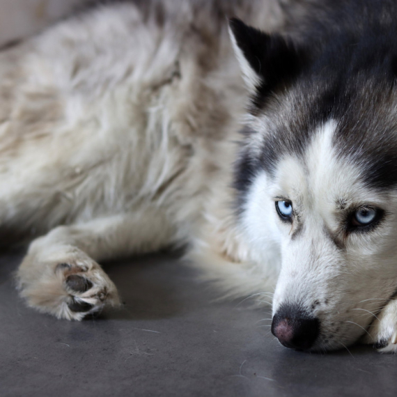 Sve što je želeo jeste da ima prijatelja! Ovog psa su se svi plašili, a onda je dobio NAJBOLJE DRUŠTVO IKADA! (VIDEO)