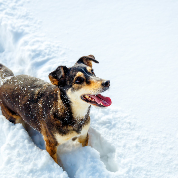 Znakovi upozorenja koje bi svaki vlasnik psa trebao znati tokom boravka na snijegu