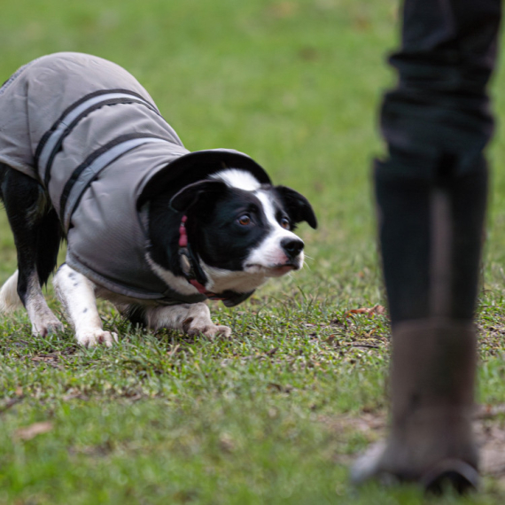 FASCINANTNO! Pogledajte kako je pas pronašao BAČENU HEMIJSKU, samo pomoću MIRISA mastila (VIDEO)