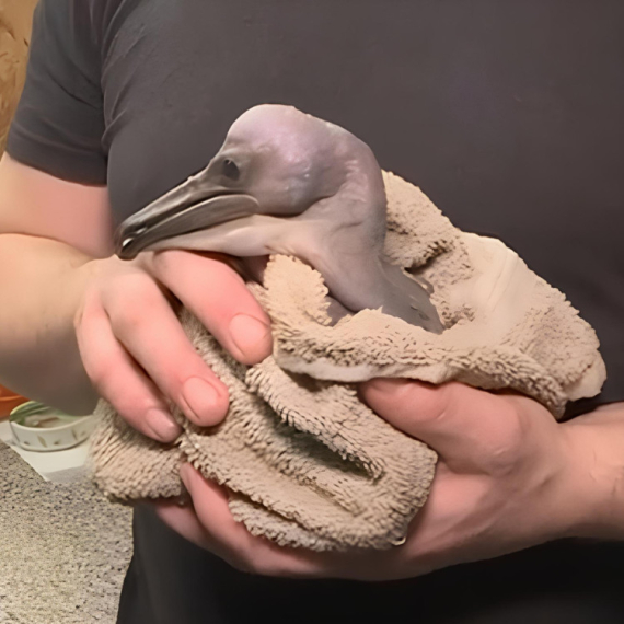 NAŠ REPORTER OTIŠAO NA "BABINE": Stigla prva beba u Beogradski zoo vrt u 2026! (VIDEO)