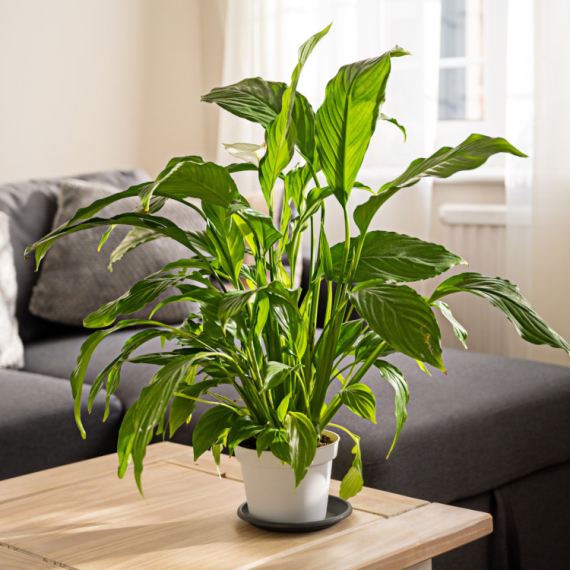 Ovo cveće zovu "ŽENSKA SREĆA": Veruje se da pivlači ljubav, sklad u braku i radost u kuću