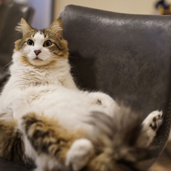 PA STVARNO JE NEVEROVATAN! Vlasnica je sela na omiljeno mesto svog mačka, a njegova reakcija će vas NASMEJATI do suza (VIDEO)