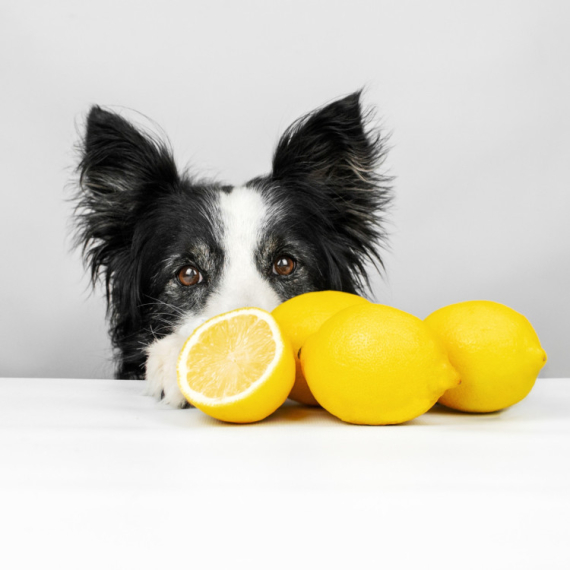 Upozorenje za vlasnike pasa: Psi NE PODNOSE OVE MIRISE, a mogu biti štetni i po njihovo zdravlje