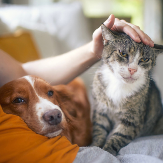 Više volite pse ili mačke? Izbor ljubimca govori mnogo toga o vama