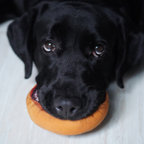 Ma, kako se usuđuješ! Vlasnica je psu ispremeštala igračke, a zbog njegovog poteza ćete se smejati od srca (VIDEO)