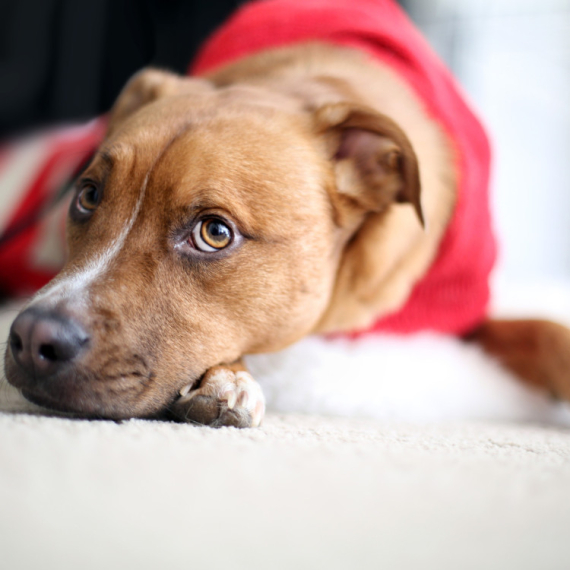 Drhtanje kod pasa može biti više od hladnoće: Evo kada je vreme za hitan odlazak kod veterinara