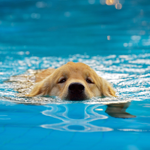 Vlasnik pokušava da spreči psa da skače u bazen - nakon gledanja OVOG VIDEA će vam biti jasno zašto su SVA TROJICA POSTALI VIRALNI!