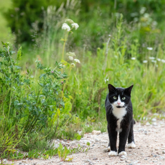 Par iz Francuske na odmoru u Španiji izgubio mačka, on pronašao put kući POSLE PET MESECI!