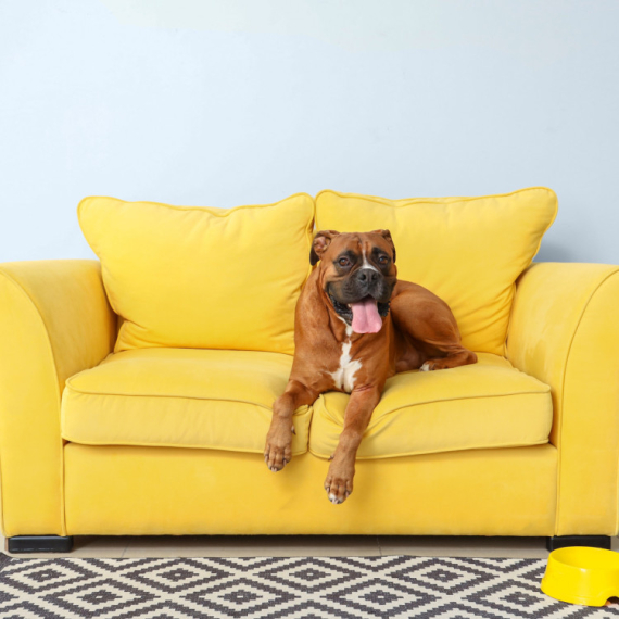 Je li moguće da je OVOLIKO LUKAV?! Ostaćete zatečeni GLUMAČKIM SPOSOBNOSTIMA ovog psa (VIDEO)