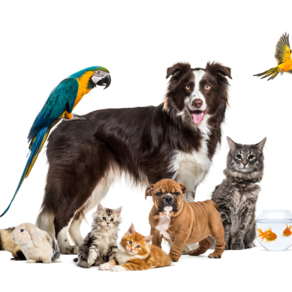 Želite da nabavite kućnog ljubimca? Šest pitanja koja morate da postavite pre nego što donesete odluku