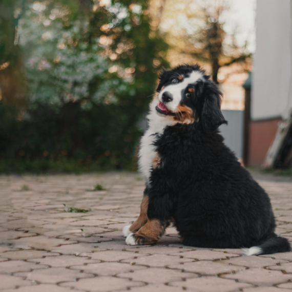 "Stvari koje nisam znala pre nego što sam nabavila bernskog planinskog psa" Proverite ZAŠTO je ovaj snimak oduševio sve ljubitelje životinja (VIDEO)
