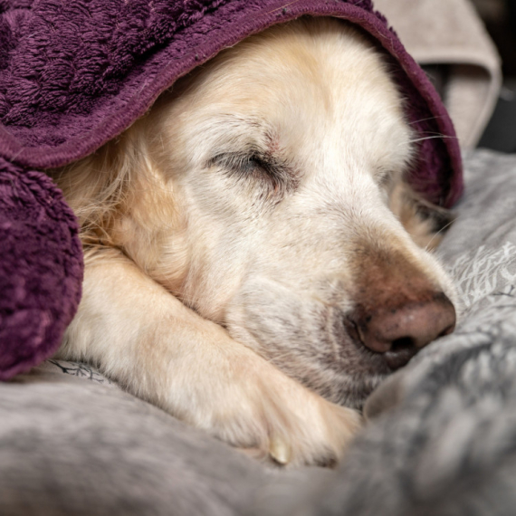 NIKO NE SPAVA ČVRŠĆE OD NJEGA: Snimak zlatnog retrivera kako se trza u snu nikoga ne ostavlja ravnodušnim (VIDEO)