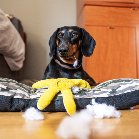 PRAVI JE HRABRIŠA! Pogledajte kako se jazavčar suočio se s "opasnom" igračkom zmije (VIDEO)