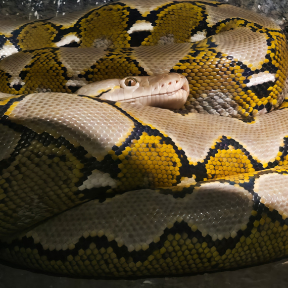 Ginisova rekorderka: Najduža zmija ikada zabeležena u prirodi, evo koliko je duga i teška (VIDEO)