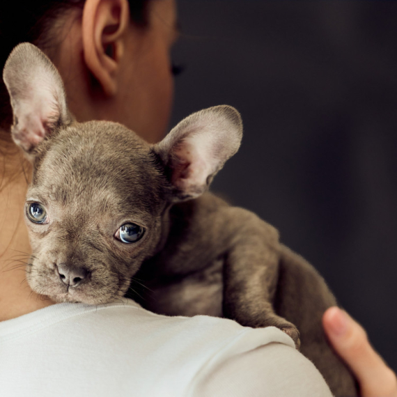 Veterinar otkriva: Ovo su najopasnije fizičke osobine kod pasa - deluju slatko, a mogu biti pravo mučenje