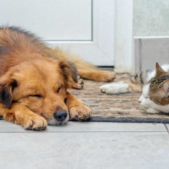 Da li ste ikada videli kako izgleda kada se PAS ZALJUBI U MAČKU? Oduševiće vas kako se ovaj kavaljer udvara (VIDEO)