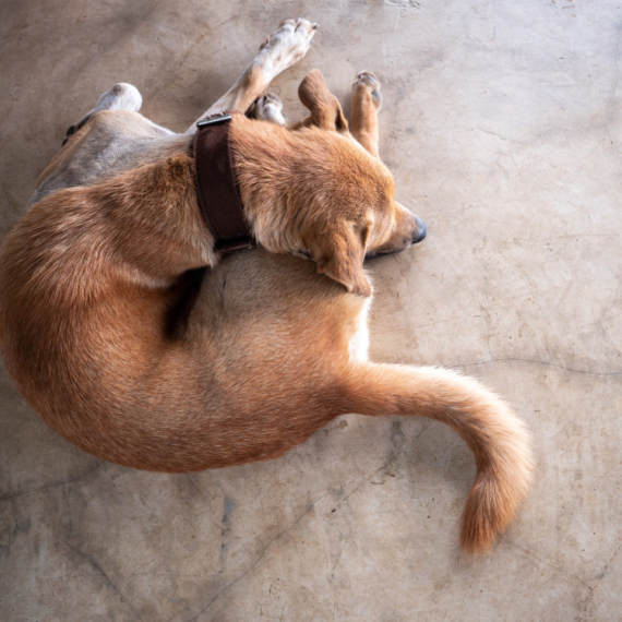 Zašto se psi vrte ukrug pre nego što legnu - u JEDNOM slučaju može biti ALARM za posetu veterinaru