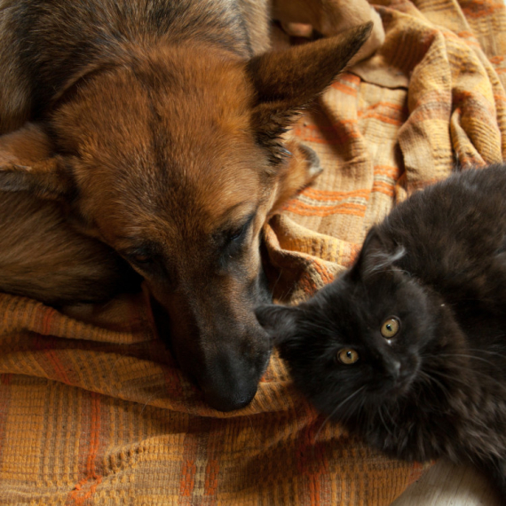 Nemački ovčar je dobio novog cimera, slatku malu macu, a njegova reakcija je ODUŠEVILA SVE (VIDEO)