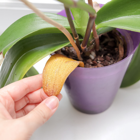 Ovo sigurno imate kod kuće, a pomoći će vam da oporavite NEIZGLEDNE ORHIDEJE!