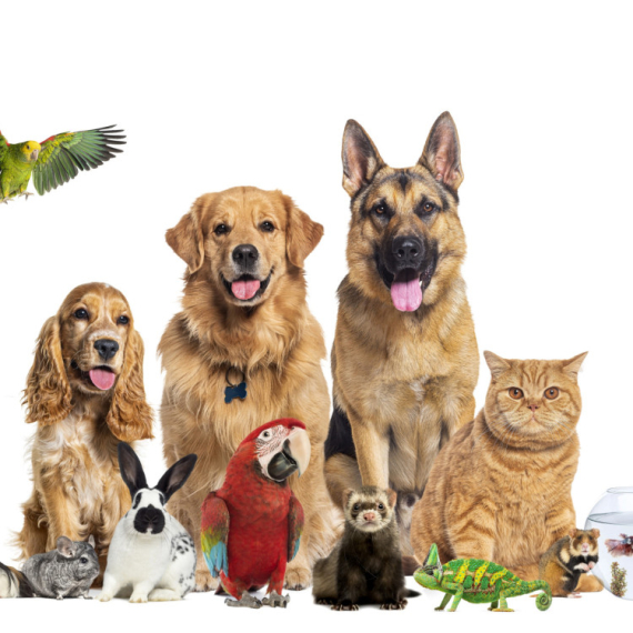 PAS, MAČKA, RIBICE, PAPAGAJ...? Šta kućni ljubimac otkriva o vašoj ličnosti?