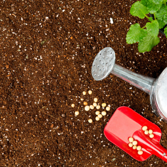 Profesionalni baštovani otkrivaju ŠTA bi obavezno trebalo da POSADITE u martu