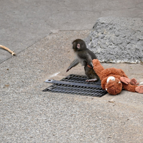 Da li znate šta se dogodi kada u Guglov pretraživač ukucate "Punch the monkey"? (VIDEO)