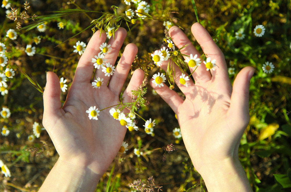 Priroda kao saveznik zdravlja u vremenu savremene farmacije