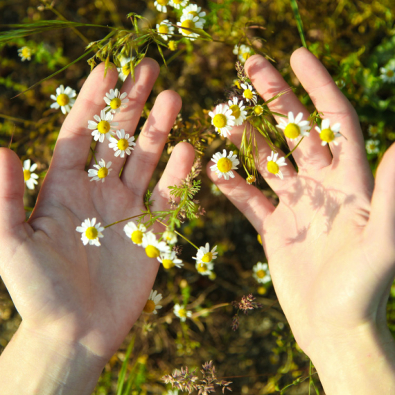 Priroda kao saveznik zdravlja u vremenu savremene farmacije