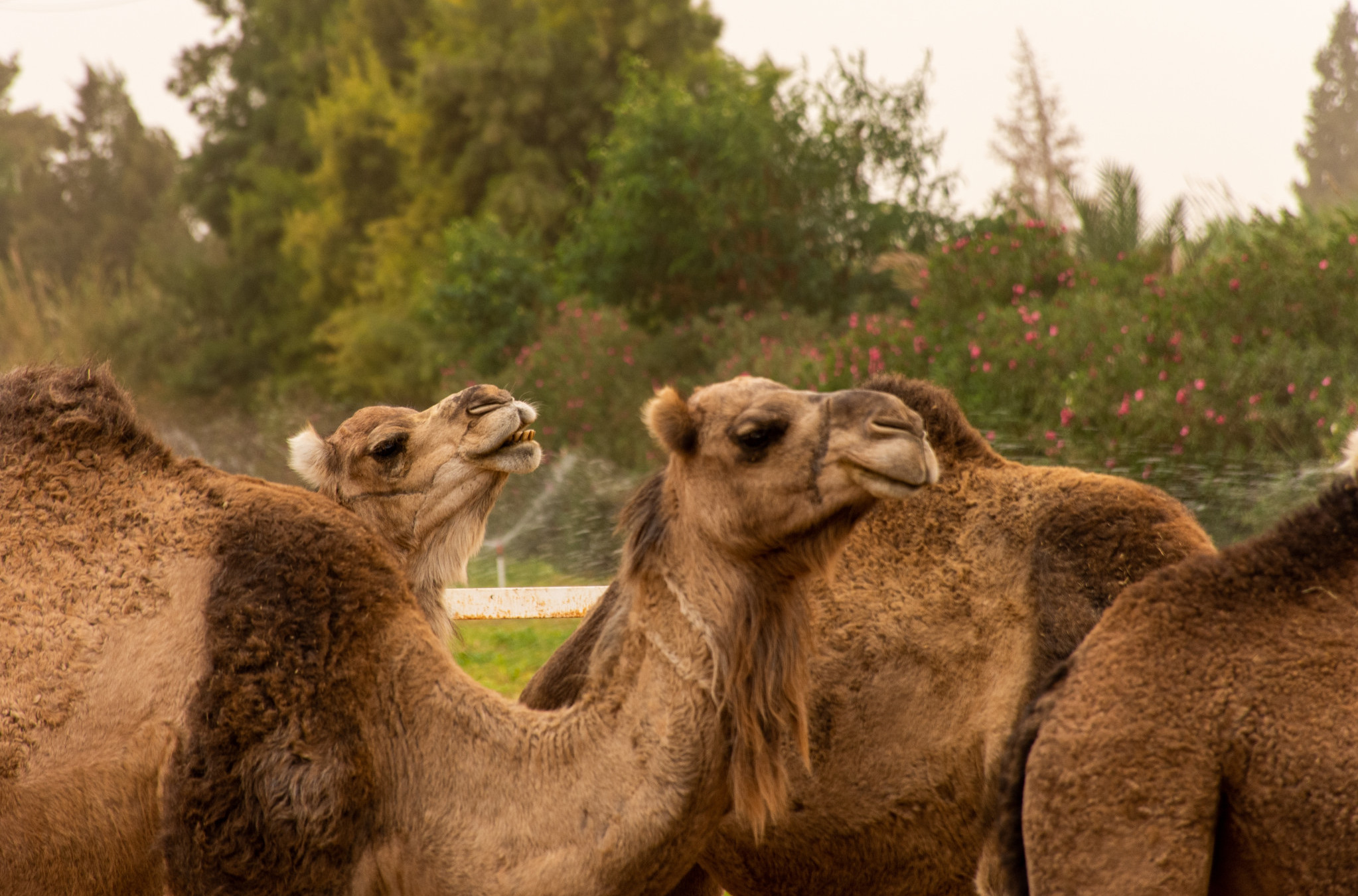 BOTOKS I FILERI? Na takmičenju LEPOTE 20 kamila je DISKVALIFIKOVANO! Razlog će vas ostaviti u NEVERICI!