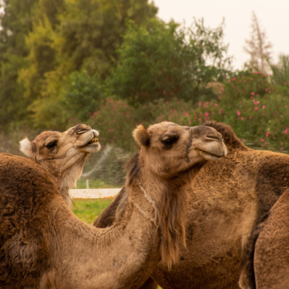 BOTOKS I FILERI? Na takmičenju LEPOTE 20 kamila je DISKVALIFIKOVANO! Razlog će vas ostaviti u NEVERICI!