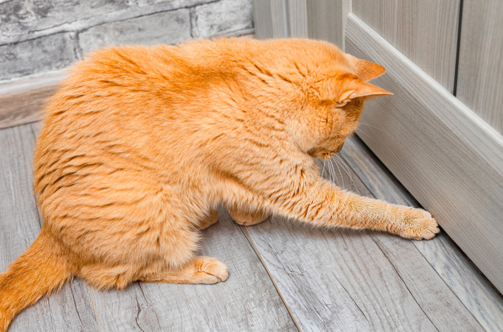 Totalno polude: Stručnjak otkriva zašto zatvorena vrata frustriraju mačke