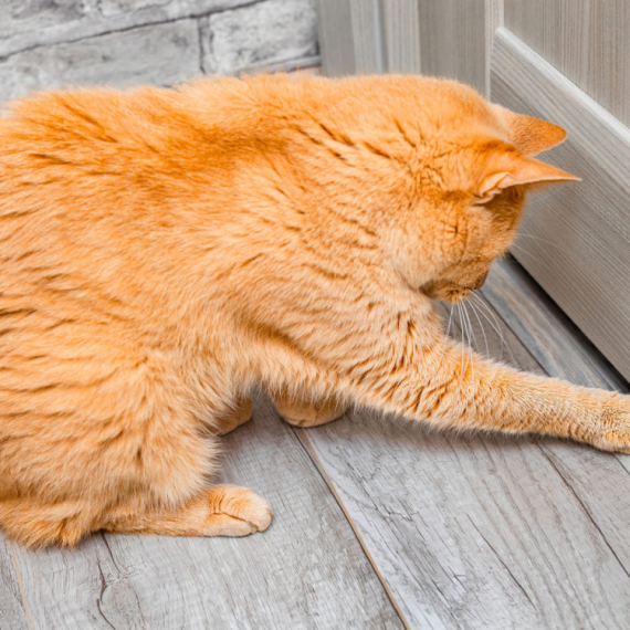 Totalno polude: Stručnjak otkriva zašto zatvorena vrata frustriraju mačke