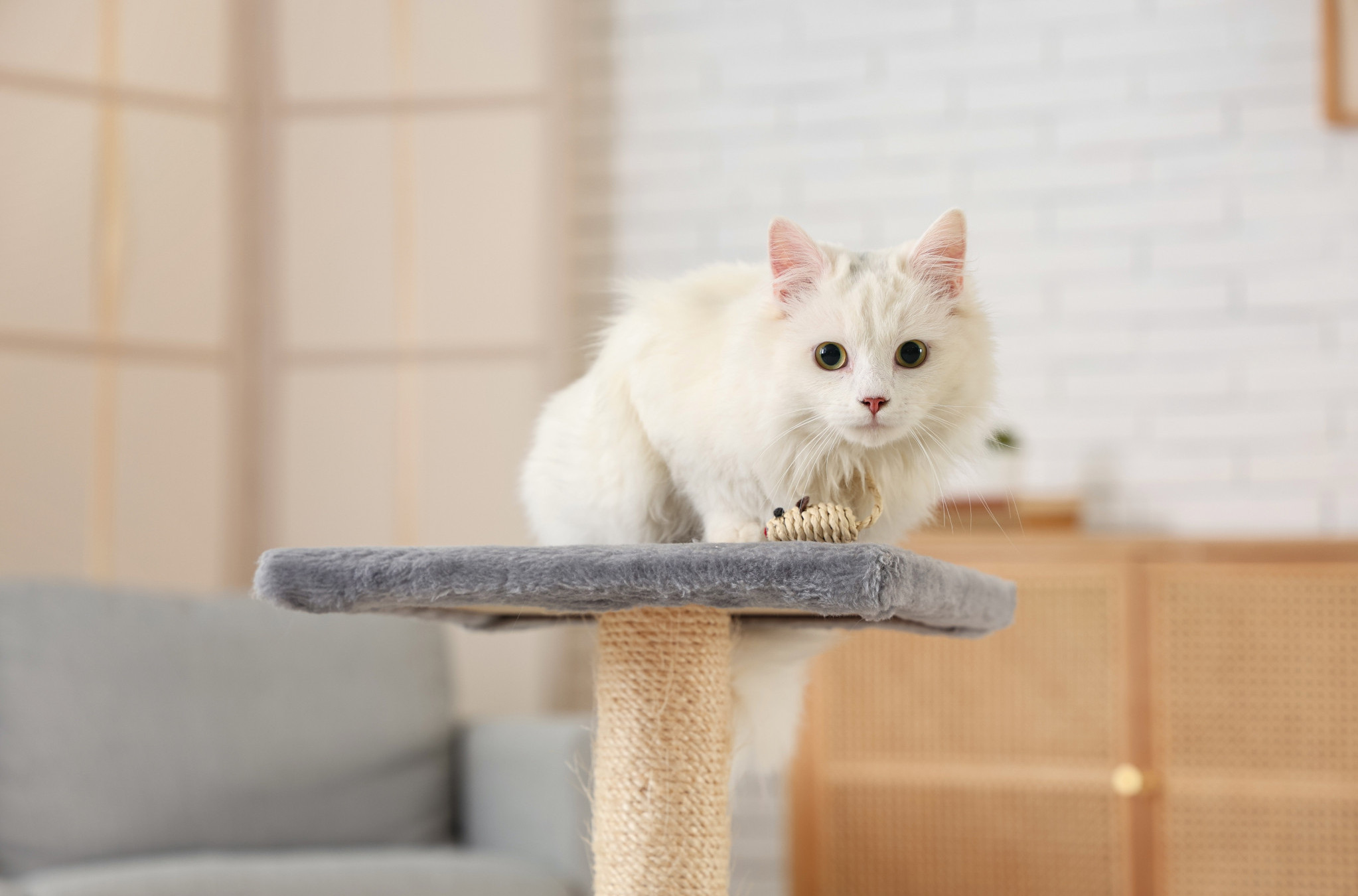 Udomila je BELU MACU, a nekoliko godina kasnije se desilo nešto NEOČEKIVANO! Jedva je prepoznatljiva! (FOTO)