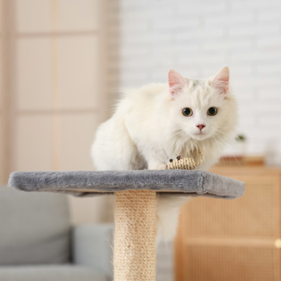 Udomila je BELU MACU, a nekoliko godina kasnije se desilo nešto NEOČEKIVANO! Jedva je prepoznatljiva! (FOTO)