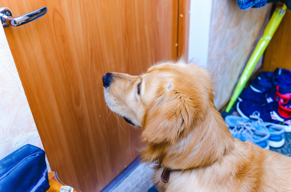 Zašto psi dočekuju svoje vlasnike kod ulaznih vrata