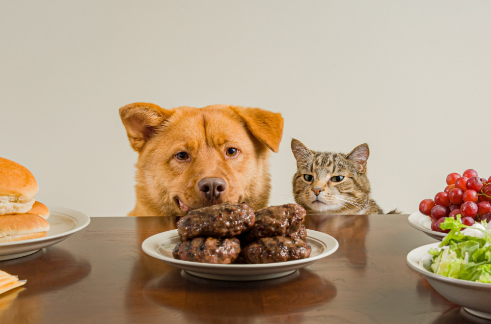 Ovi kućni predmeti i namirnice mogu biti izuzetno opasni za vaše ljubimce