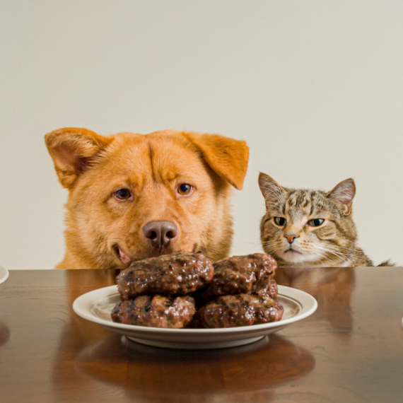 Ovi kućni predmeti i namirnice mogu biti izuzetno opasni za vaše ljubimce