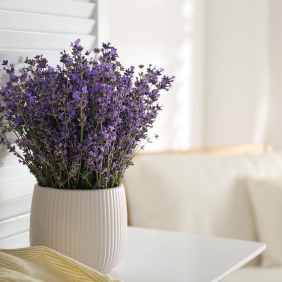 Ove 3 biljke će vam zaista pomoći da se bolje NASPAVATE