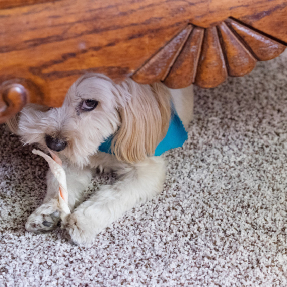 NIKAD NE VERUJ TIŠINI! Primetila je da je pas NEOBIČNO MIRAN, a onda je otkrila i ZAŠTO - pravi mali VANDAL (VIDEO)