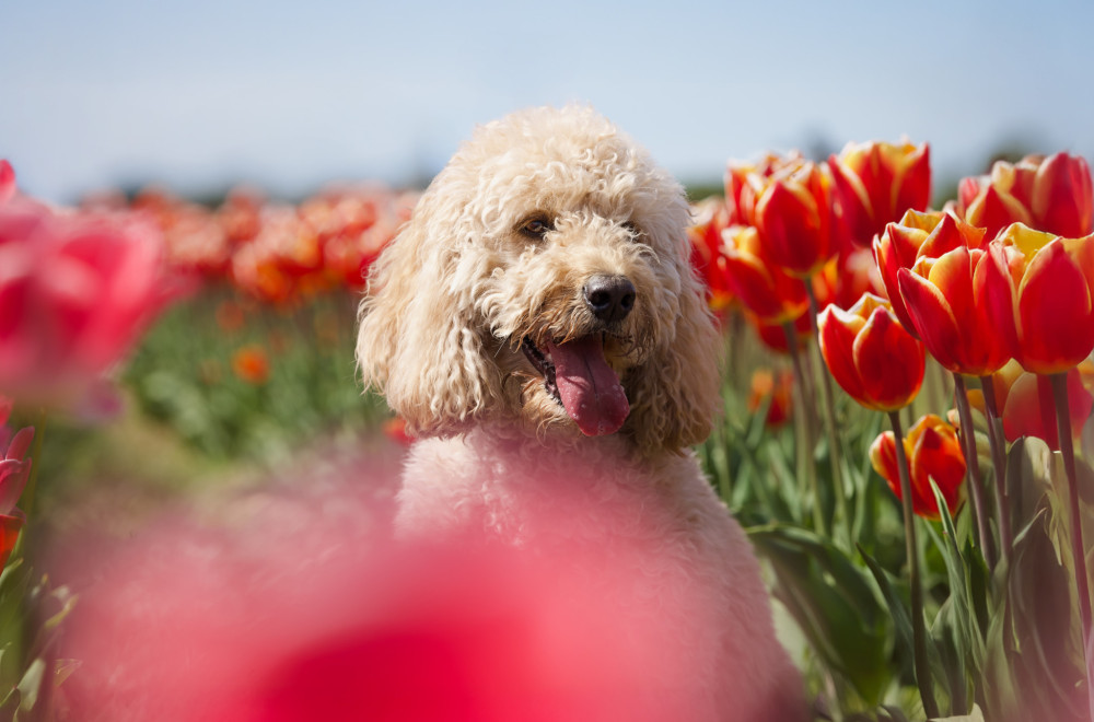 Koje rase pasa je najteže dresirati