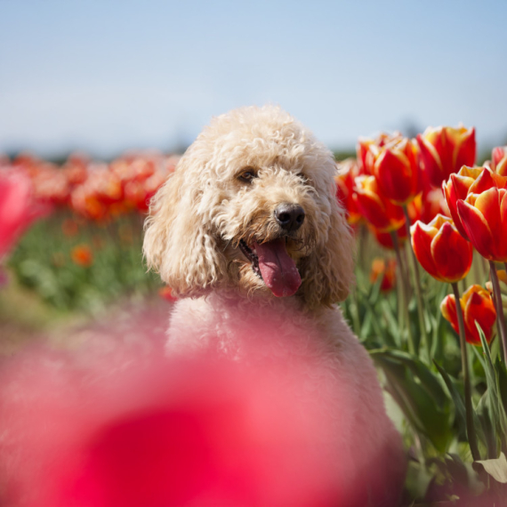 Koje rase pasa je najteže dresirati