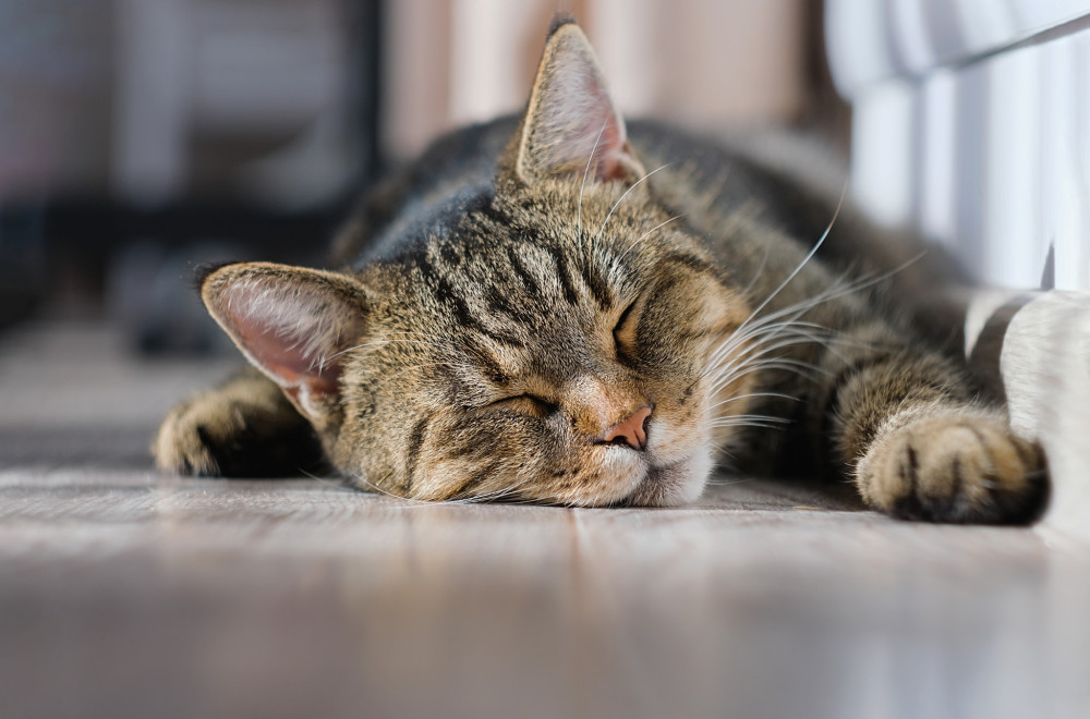 Roditelji doneli kući novorođenče, reakcija njihovog mačka topi srca (VIDEO)