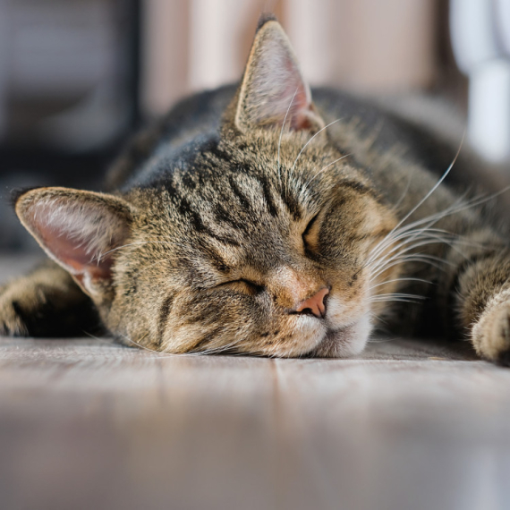Roditelji doneli kući novorođenče, reakcija njihovog mačka topi srca (VIDEO)