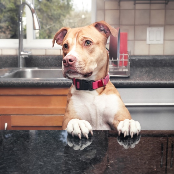 Ova četiri mirisa PSI ne mogu da PODNESU